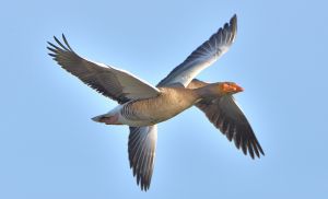 390 dsc 5411 a 390 dsc 5411 a