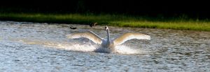 460 dsc 9794 a 460 dsc 9794 a