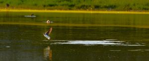 480 dsc 6102 a 480 dsc 6102 a