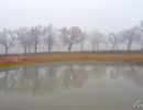 290   dsc b